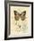 Honeybee Papillon-Chad Barrett-Framed Art Print