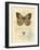 Honeybee Papillon-Chad Barrett-Framed Art Print