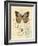 Honeybee Papillon-Chad Barrett-Framed Art Print