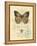 Honeybee Papillon-Chad Barrett-Framed Stretched Canvas