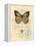 Honeybee Papillon-Chad Barrett-Framed Stretched Canvas