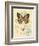 Honeybee Papillon-Chad Barrett-Framed Art Print