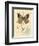 Honeybee Papillon-Chad Barrett-Framed Art Print