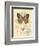 Honeybee Papillon-Chad Barrett-Framed Art Print