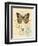 Honeybee Papillon-Chad Barrett-Framed Art Print