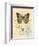 Honeybee Papillon-Chad Barrett-Framed Art Print