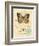 Honeybee Papillon-Chad Barrett-Framed Art Print