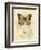 Honeybee Papillon-Chad Barrett-Framed Art Print