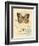 Honeybee Papillon-Chad Barrett-Framed Art Print