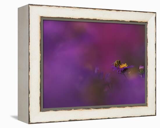 Honeybee Pollinating New England Aster Blossom, Michigan, USA-Mark Carlson-Framed Premier Image Canvas