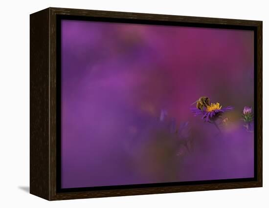 Honeybee Pollinating New England Aster Blossom, Michigan, USA-Mark Carlson-Framed Premier Image Canvas