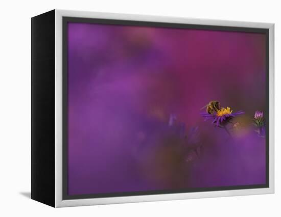 Honeybee Pollinating New England Aster Blossom, Michigan, USA-Mark Carlson-Framed Premier Image Canvas