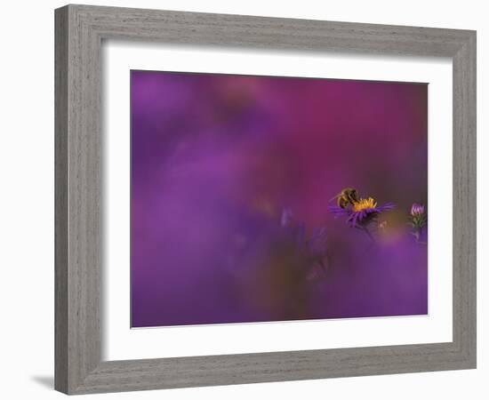 Honeybee Pollinating New England Aster Blossom, Michigan, USA-Mark Carlson-Framed Photographic Print