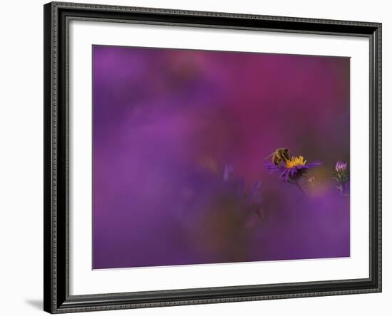 Honeybee Pollinating New England Aster Blossom, Michigan, USA-Mark Carlson-Framed Photographic Print