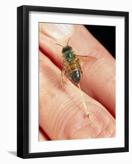 Honeybee Stinging a Finger-Dr. Jeremy Burgess-Framed Photographic Print