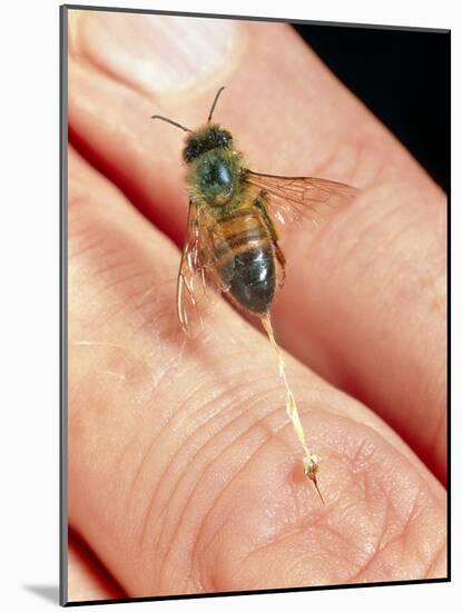 Honeybee Stinging a Finger-Dr. Jeremy Burgess-Mounted Photographic Print