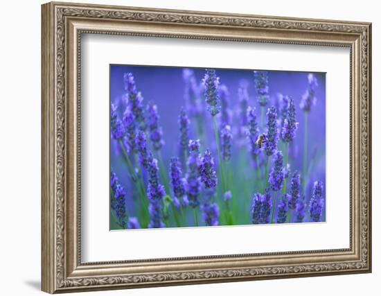 Honeybee visiting Lavender in lavender fields, France-Juan Carlos Munoz-Framed Photographic Print