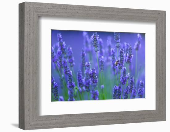 Honeybee visiting Lavender in lavender fields, France-Juan Carlos Munoz-Framed Photographic Print