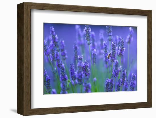 Honeybee visiting Lavender in lavender fields, France-Juan Carlos Munoz-Framed Photographic Print