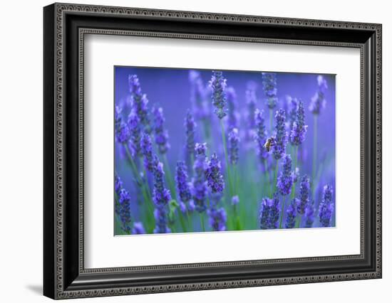 Honeybee visiting Lavender in lavender fields, France-Juan Carlos Munoz-Framed Photographic Print