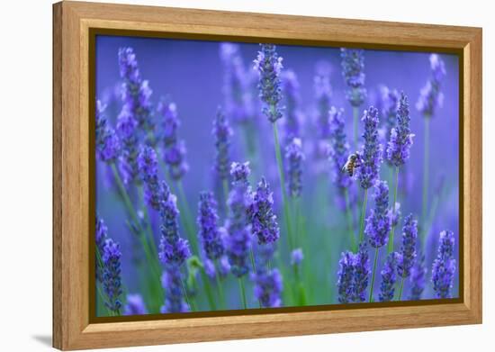 Honeybee visiting Lavender in lavender fields, France-Juan Carlos Munoz-Framed Premier Image Canvas