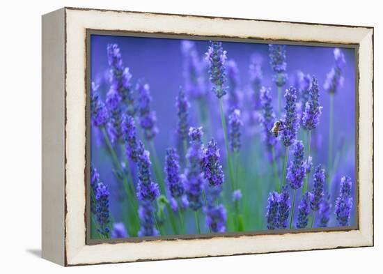 Honeybee visiting Lavender in lavender fields, France-Juan Carlos Munoz-Framed Premier Image Canvas