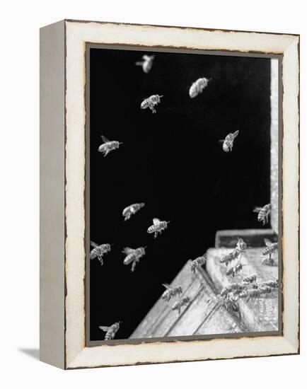 Honeybees Laden with Nectar and Pollen Returning to the Hive-Wallace Kirkland-Framed Premier Image Canvas