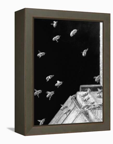 Honeybees Laden with Nectar and Pollen Returning to the Hive-Wallace Kirkland-Framed Premier Image Canvas