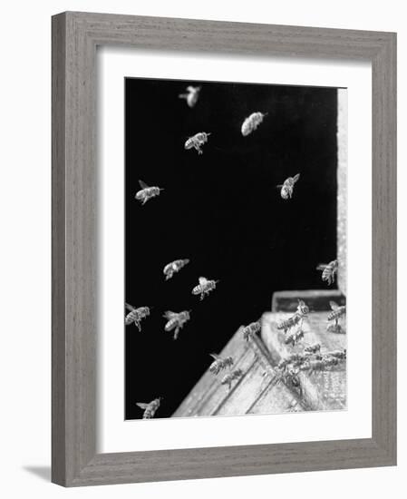 Honeybees Laden with Nectar and Pollen Returning to the Hive-Wallace Kirkland-Framed Premium Photographic Print