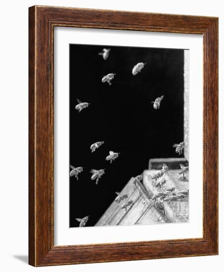 Honeybees Laden with Nectar and Pollen Returning to the Hive-Wallace Kirkland-Framed Premium Photographic Print