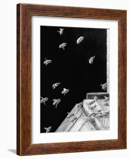 Honeybees Laden with Nectar and Pollen Returning to the Hive-Wallace Kirkland-Framed Photographic Print