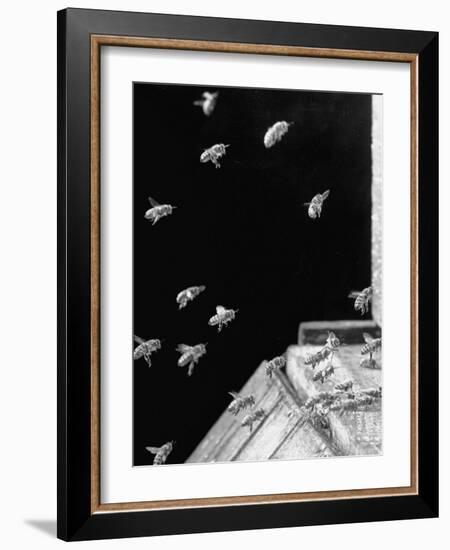 Honeybees Laden with Nectar and Pollen Returning to the Hive-Wallace Kirkland-Framed Photographic Print