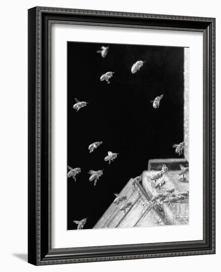 Honeybees Laden with Nectar and Pollen Returning to the Hive-Wallace Kirkland-Framed Photographic Print