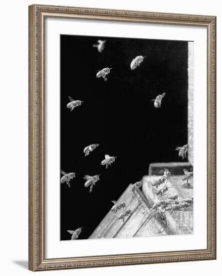 Honeybees Laden with Nectar and Pollen Returning to the Hive-Wallace Kirkland-Framed Photographic Print