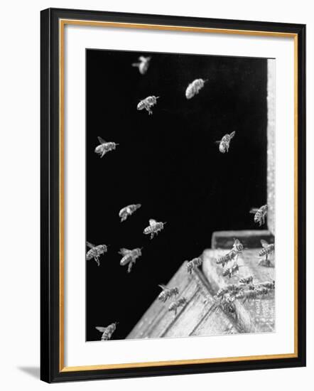 Honeybees Laden with Nectar and Pollen Returning to the Hive-Wallace Kirkland-Framed Photographic Print