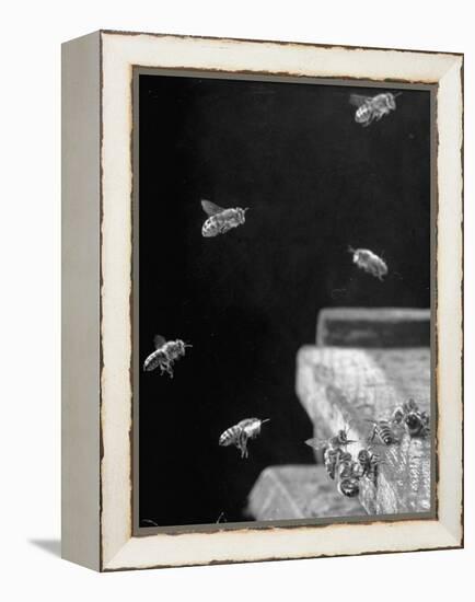 Honeybees-Wallace Kirkland-Framed Premier Image Canvas