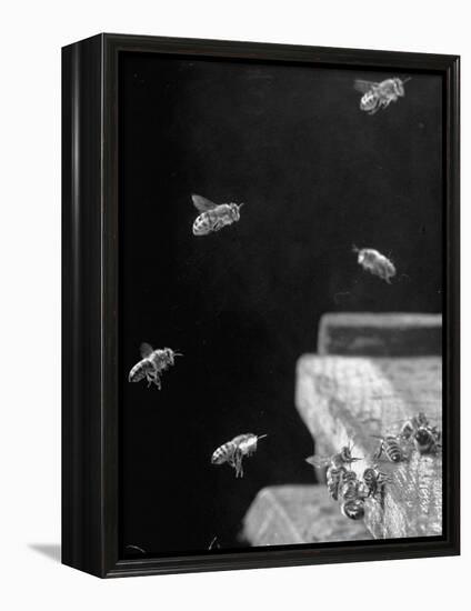 Honeybees-Wallace Kirkland-Framed Premier Image Canvas