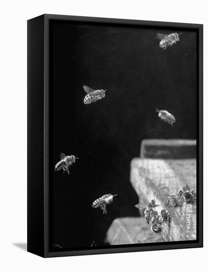 Honeybees-Wallace Kirkland-Framed Premier Image Canvas