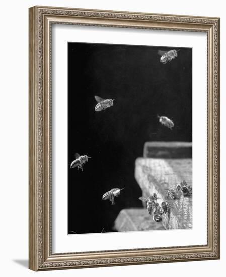 Honeybees-Wallace Kirkland-Framed Photographic Print