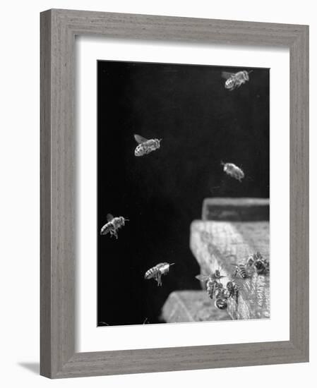 Honeybees-Wallace Kirkland-Framed Photographic Print