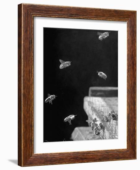 Honeybees-Wallace Kirkland-Framed Photographic Print