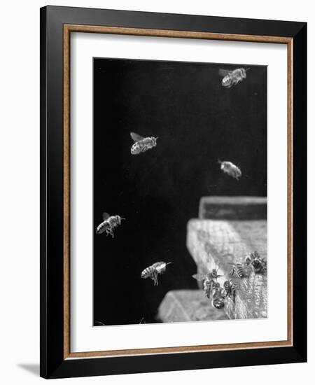 Honeybees-Wallace Kirkland-Framed Photographic Print