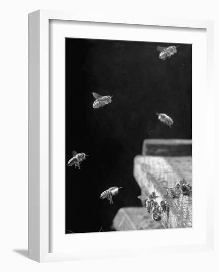 Honeybees-Wallace Kirkland-Framed Photographic Print