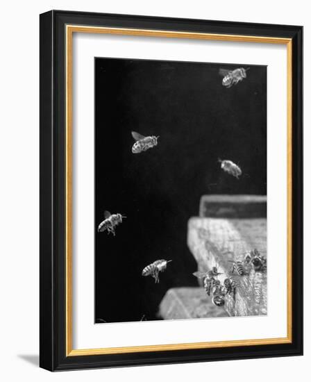 Honeybees-Wallace Kirkland-Framed Photographic Print
