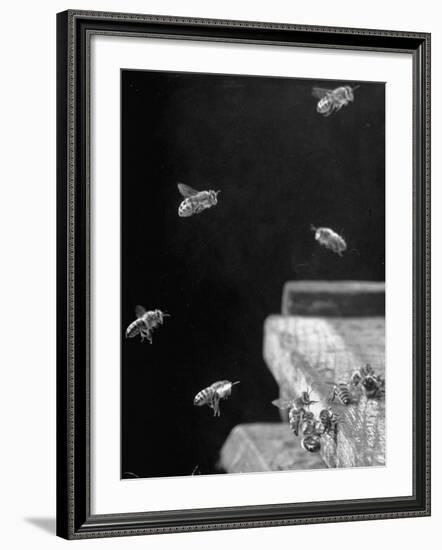 Honeybees-Wallace Kirkland-Framed Photographic Print