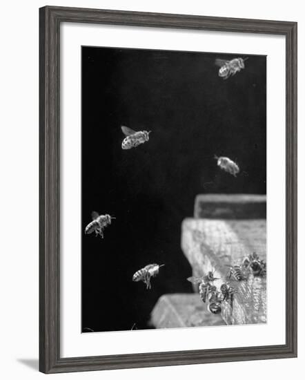 Honeybees-Wallace Kirkland-Framed Photographic Print