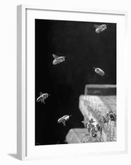 Honeybees-Wallace Kirkland-Framed Photographic Print