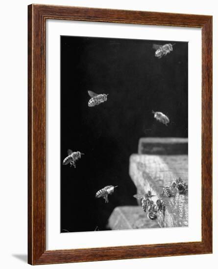 Honeybees-Wallace Kirkland-Framed Photographic Print