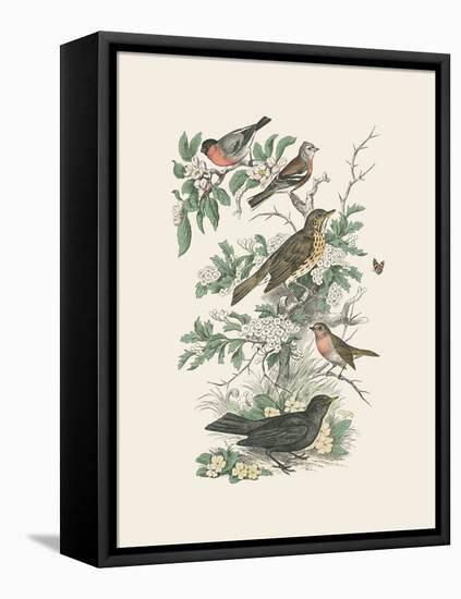 Honeybloom Bird I-Wild Apple Portfolio-Framed Stretched Canvas