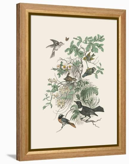 Honeybloom Bird II-Wild Apple Portfolio-Framed Stretched Canvas